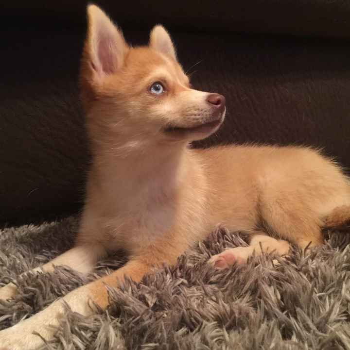 Furbabies?(non wedding post)