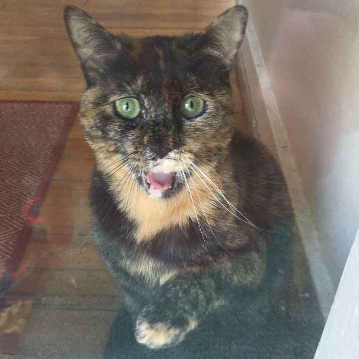 Furbabies?(non wedding post)