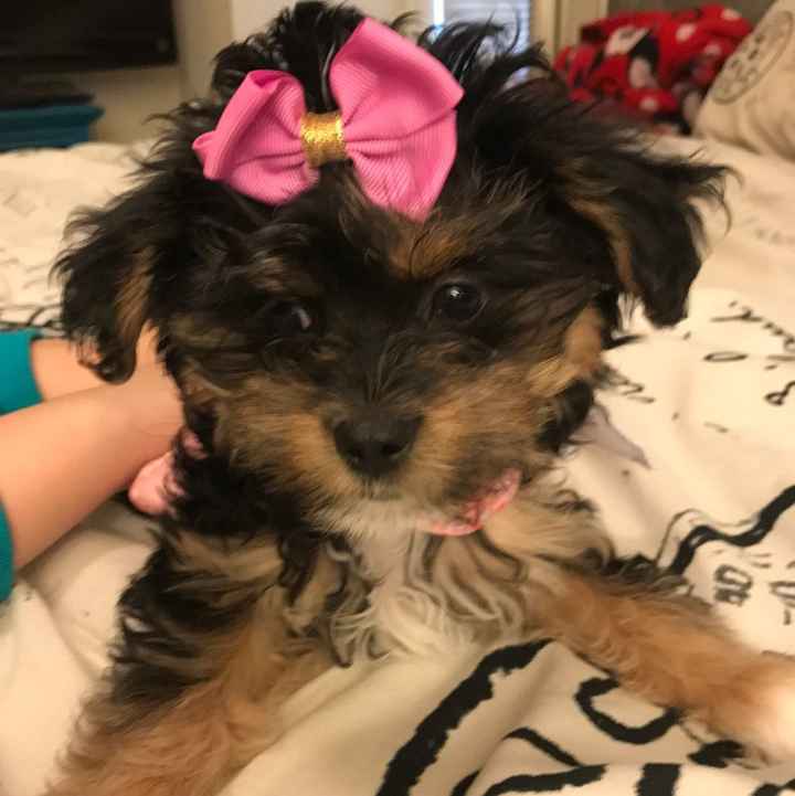 Show me your fur babies!