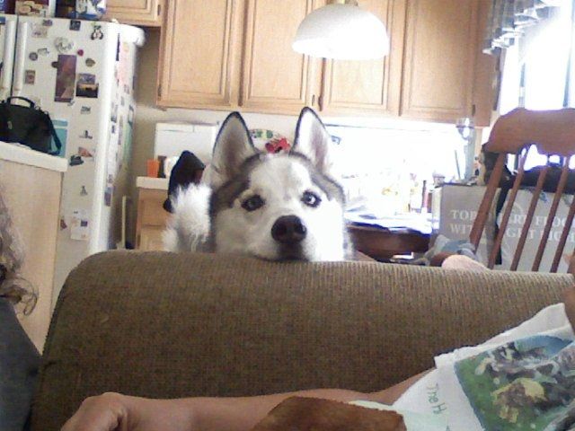 NWR: My puppy is adorable :) Cat memes spinoff