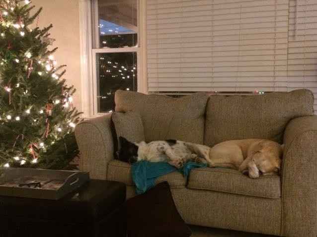 NWR: National Dog Day!