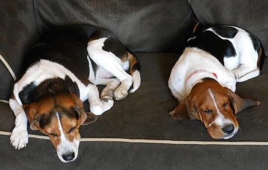 My new fur babies!