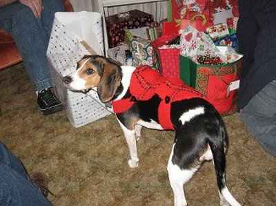 Are you (did you) including your pet/fur-baby in your wedding?