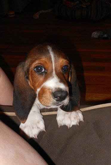 Furbabies then and now