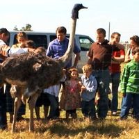 Any celebrities attending your wedding?