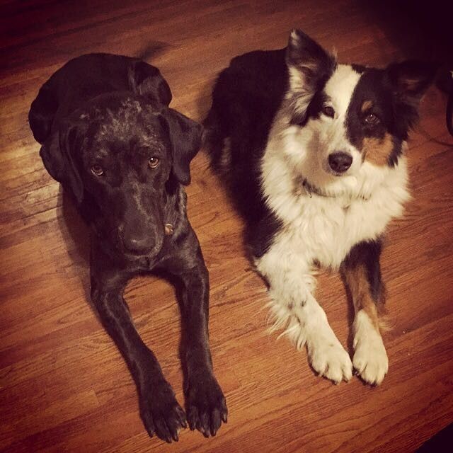 Show off your fur babies!