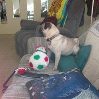 SBR: Meet my Fur-babies, lets see yours too