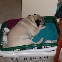 SBR: Meet my Fur-babies, lets see yours too