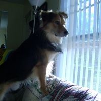 SBR: Meet my Fur-babies, lets see yours too