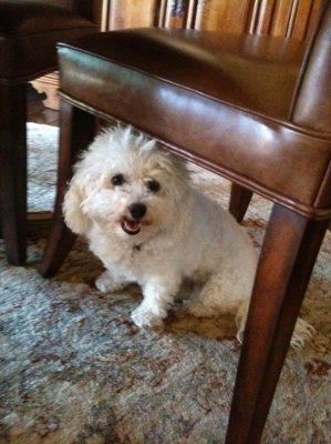 I missed out on the buddy!!(pics of what you are getting into)
