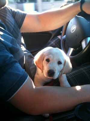 Soooo four months to go, and we got a puppy :)))