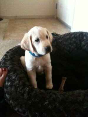 Soooo four months to go, and we got a puppy :)))