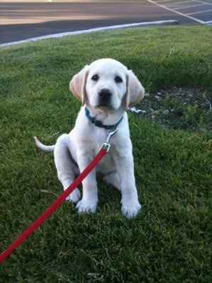 Soooo four months to go, and we got a puppy :)))