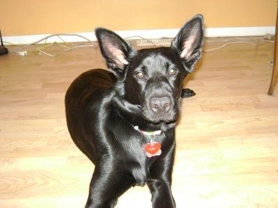 Post your pets!
