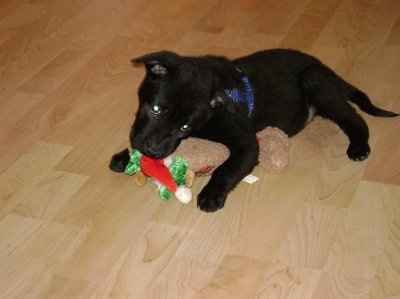 Post your pets!