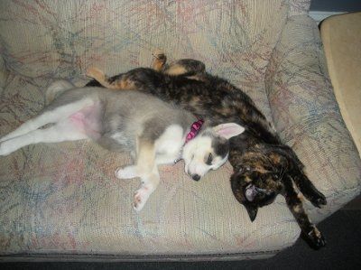 NWR: Lets see our pets!!