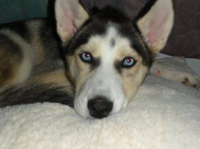 NWR: Lets see our pets!!