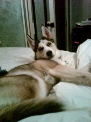 Just for fun- haven't seen the furbabies in awhile