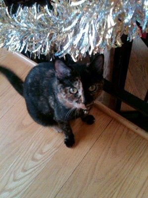 Just for fun- haven't seen the furbabies in awhile