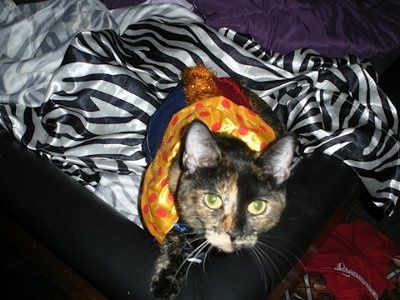 NWR:  Dressing your furbabies up for Halloween?