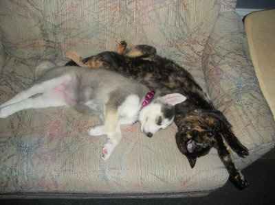 NWR: Lets see our pets!!