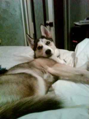 Just for fun- haven't seen the furbabies in awhile