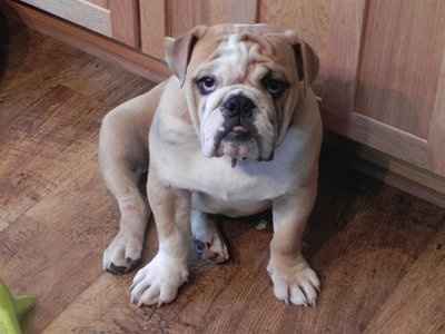 Just for fun- haven't seen the furbabies in awhile