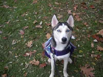 NWR:  Dressing your furbabies up for Halloween?