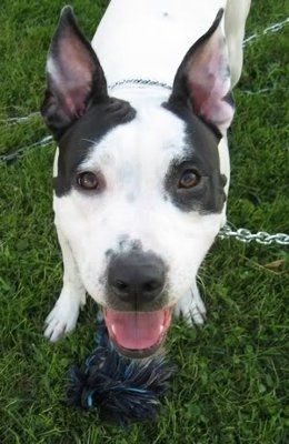 NWR, "pit bull", rant.