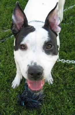 NWR, "pit bull", rant.