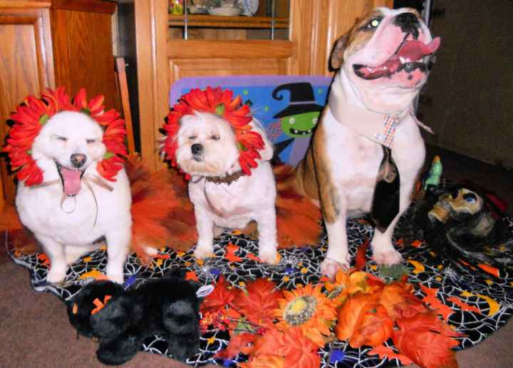 Need cheering up. Show me your puppies!