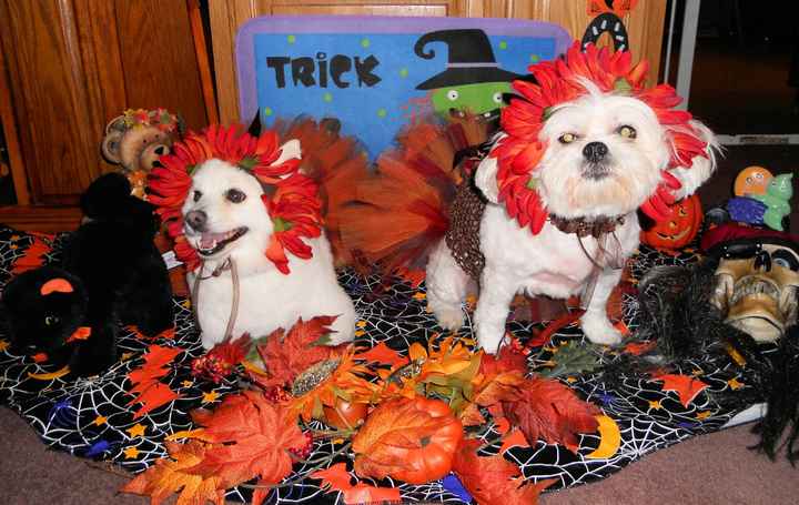 Need cheering up. Show me your puppies!