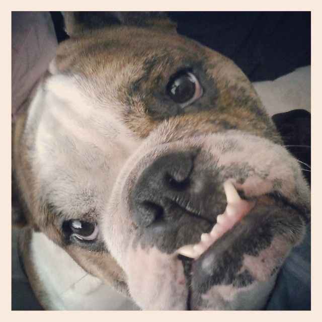 Show me your fur baby! (it has been awhile and I love seeing the pets!)