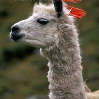 Raptor Bride is BACK!