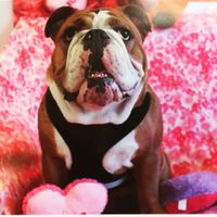 Nwr- show me your fur babies