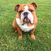 NWR:  Show me your fur babies!