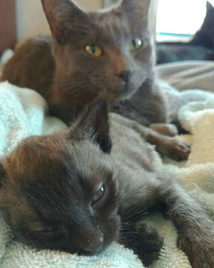 Fur Babies (Give the Best Hugs)