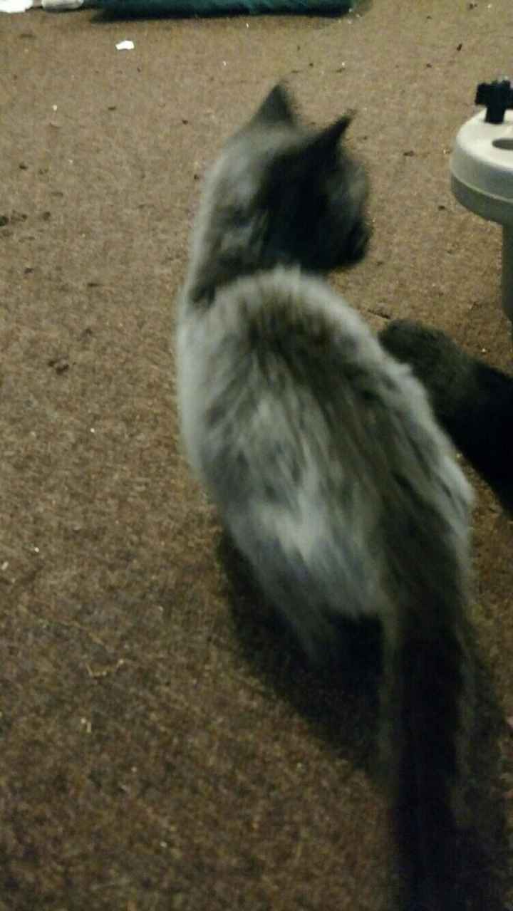 NWR Lil Ollie update! Its been a while