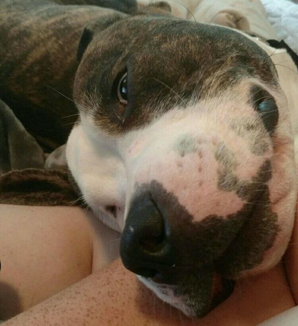 NWR: it's my dogs birthday!