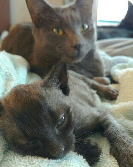 Fur Babies (Give the Best Hugs)