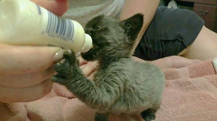 NWR Baby Ollie!