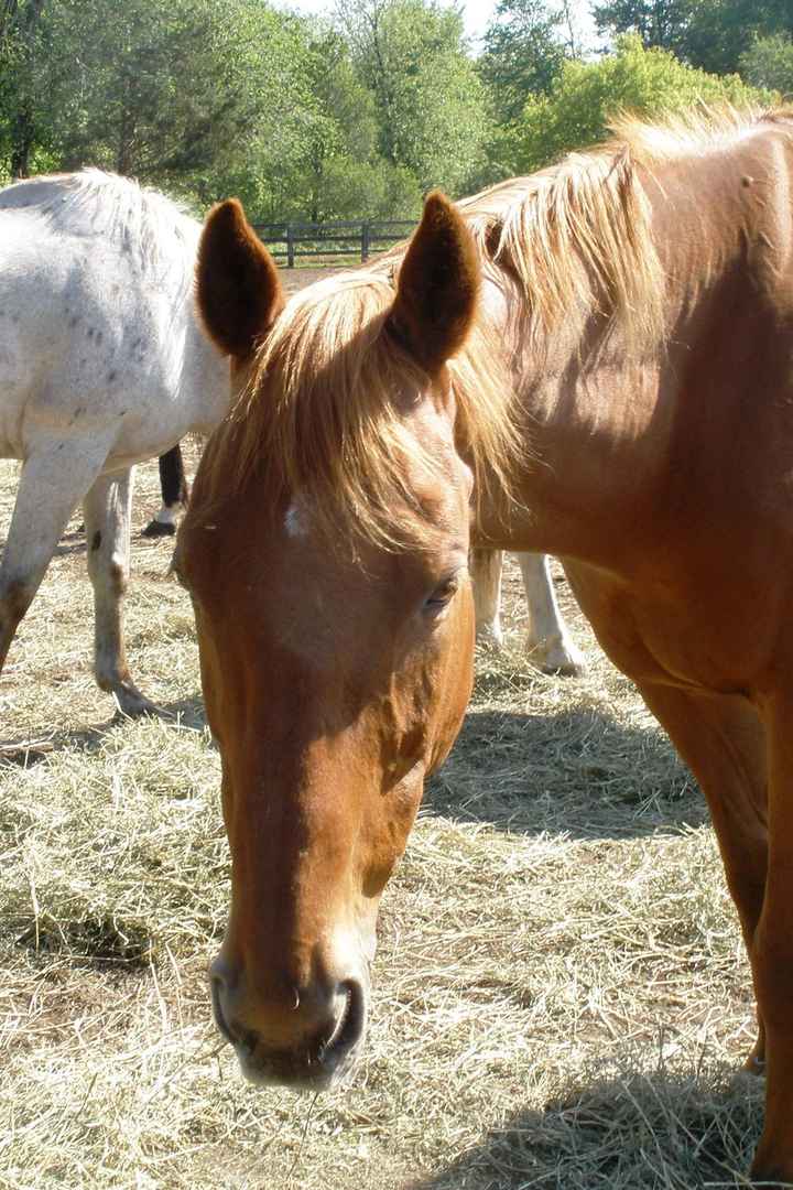 NWR - FH & I Bought a Horse!!!