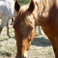 NWR - FH & I Bought a Horse!!!