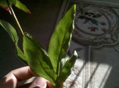 fake flowers?