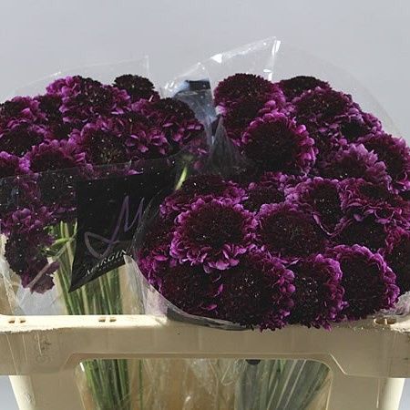 Purple Flowers in September 5
