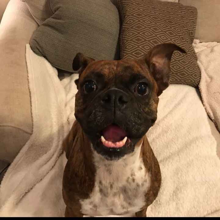 Let me see those fur babies!