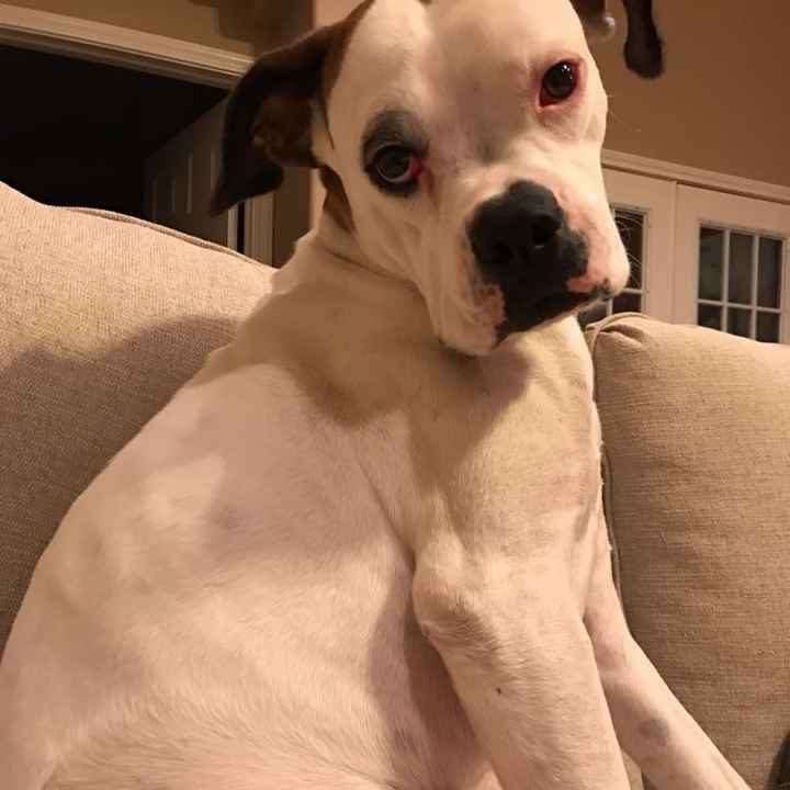 Let me see those fur babies!