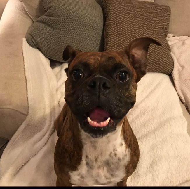 Let me see those fur babies!