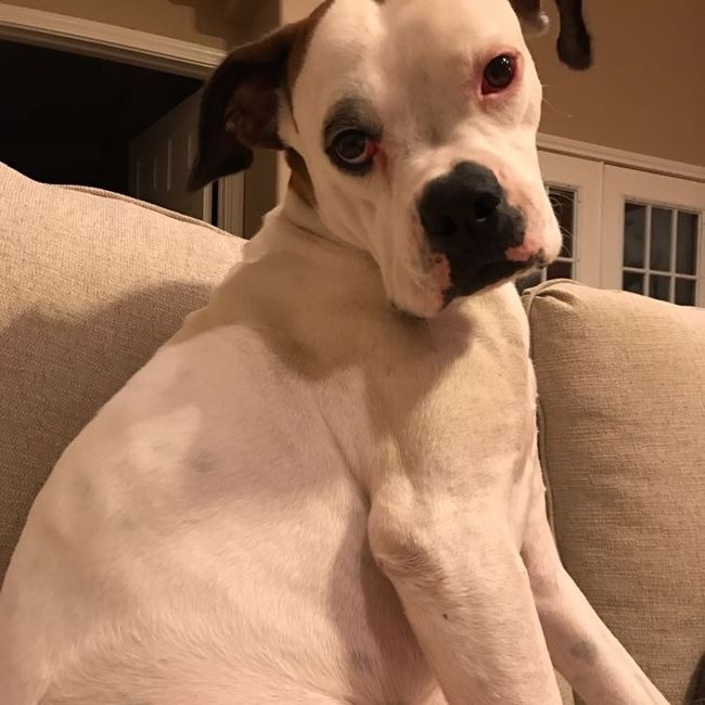 Let me see those fur babies!