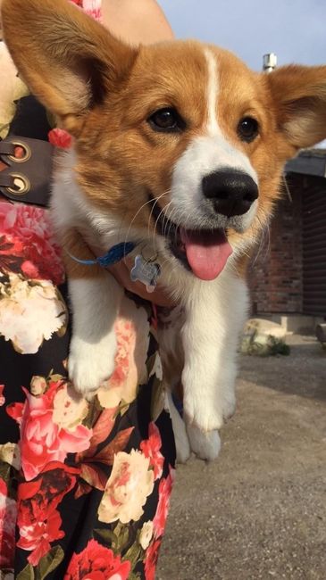 Let me see those fur babies!